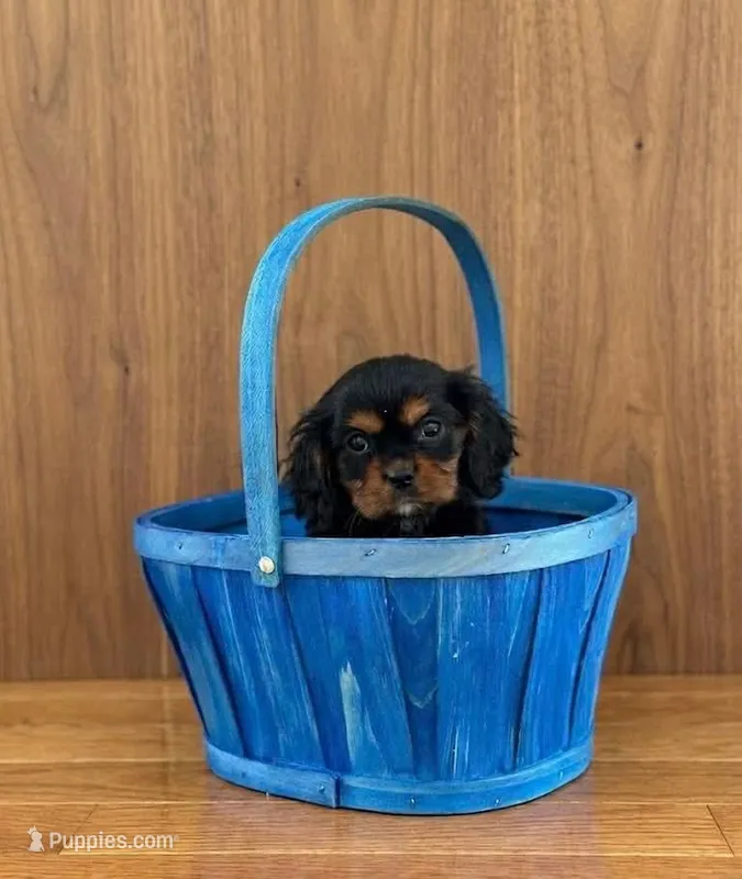 Charlie – Cavalier King Charles Spaniel puppy for sale in Fairfield, ME