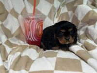 Charlie, a male Cavalier King Charles Spaniel for sale in Fairfield, ME – Photo 3 of 3