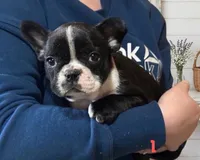 Sully, a male French Bulldog and Frenchton for sale in South China, ME – 1 of 1