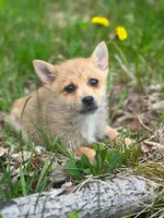 Fox, a male Pomchi for sale in Fairfield, ME – 1 of 1