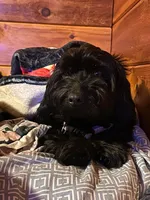 Sam, a male Pomeranian and Miniature Goldendoodle for sale in Fairfield, ME – 5 of 5