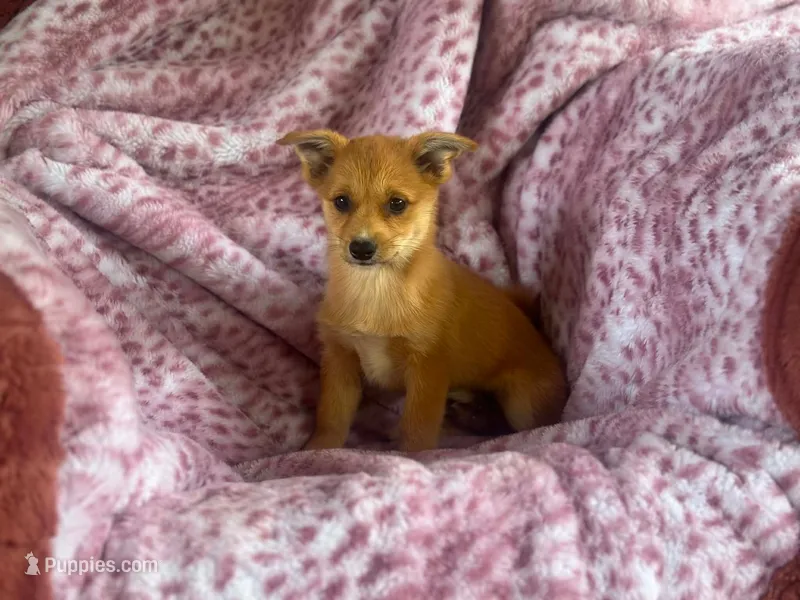 Tanner – Pembroke Welsh Corgi, Pomeranian puppy for sale in South China, ME