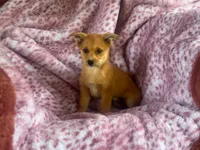 Tanner, a male Pembroke Welsh Corgi and Pomeranian for sale in South China, ME – 1 of 1