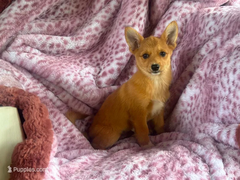 Charlie – Pembroke Welsh Corgi, Pomeranian puppy for sale in South China, ME