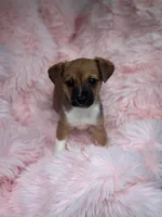 Rosey, a female Jack Russell Terrier and Chihuahua for sale in Fairfield, ME – Photo 2 of 2