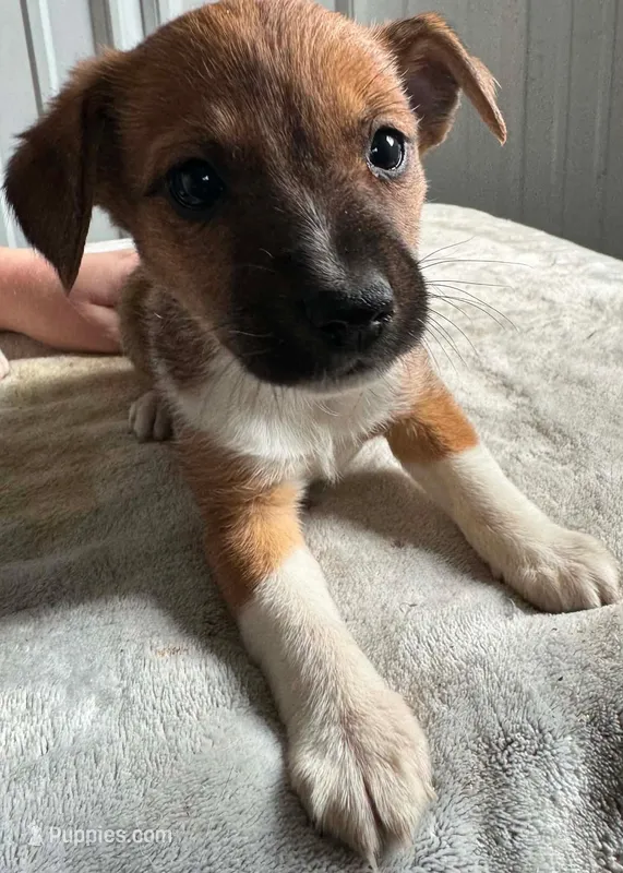 Rosey – Jack Russell Terrier, Chihuahua puppy for sale in Fairfield, ME