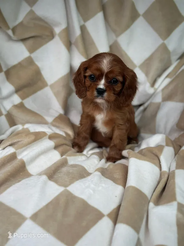 Red – Cavalier King Charles Spaniel puppy for sale in Fairfield, ME