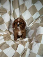 Red, a male Cavalier King Charles Spaniel for sale in Fairfield, ME – Photo 2 of 3