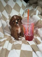 Red, a male Cavalier King Charles Spaniel for sale in Fairfield, ME – Photo 3 of 3