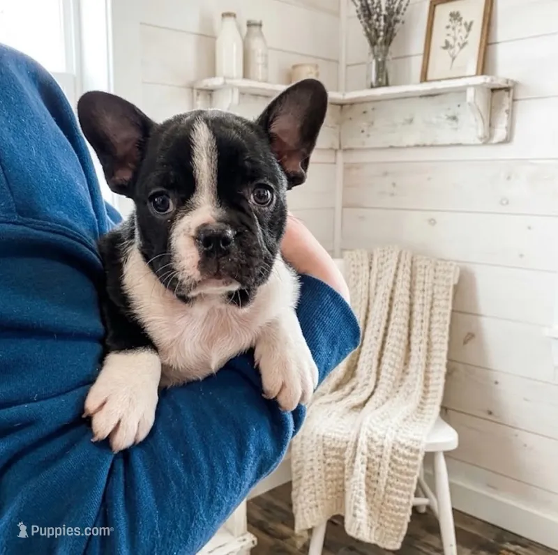 Maximus – French Bulldog, Frenchton puppy for sale in South China, ME