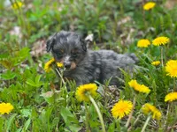 Merle, a male Pomeranian and Miniature Goldendoodle for sale in Fairfield, ME – 2 of 6