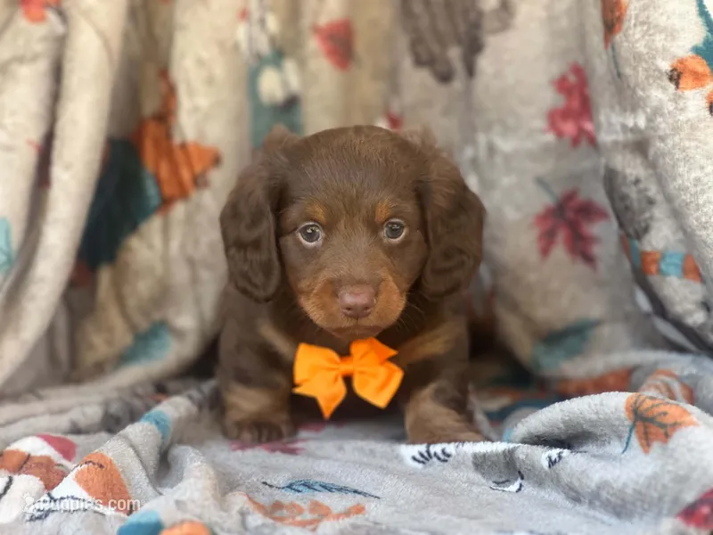 Brownie boy – Miniature Dachshund puppy for sale in South China, ME