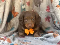 Brownie boy, a male Miniature Dachshund for sale in South China, ME – 1 of 10