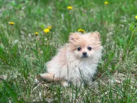 Teddy, a male Chihuahua and Pomeranian for sale in Fairfield, ME – 6 of 8