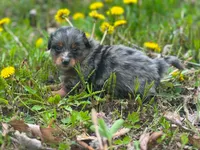 Merle, a male Pomeranian and Miniature Goldendoodle for sale in Fairfield, ME – 3 of 6