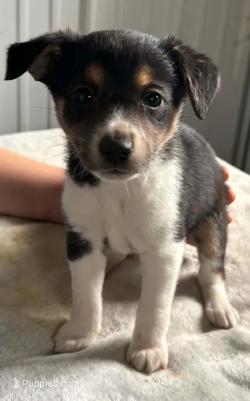 Posey – Jack Russell Terrier, Chihuahua puppy for sale in Fairfield, ME