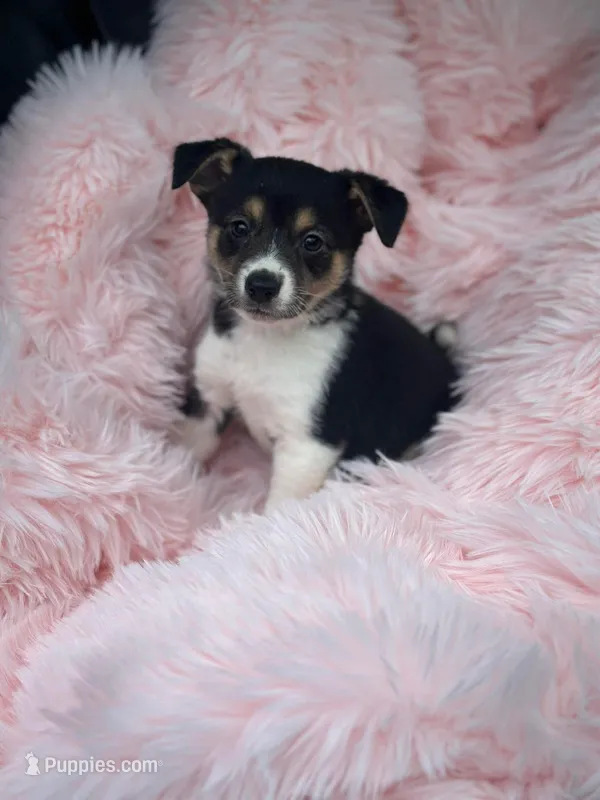 Posey – Jack Russell Terrier, Chihuahua puppy for sale in Fairfield, ME