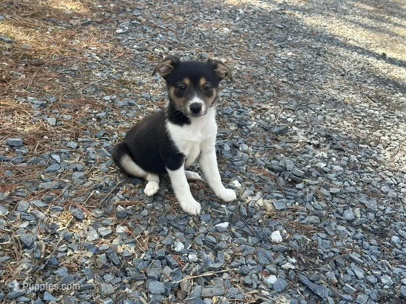 Posey – Jack Russell Terrier, Chihuahua puppy for sale in Fairfield, ME
