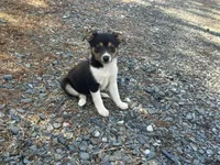 Posey, a female Jack Russell Terrier and Chihuahua for sale in Fairfield, ME – Photo 1 of 2