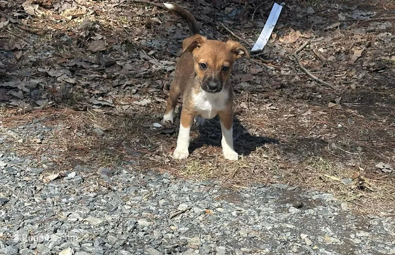 Rosey – Jack Russell Terrier, Chihuahua puppy for sale in Fairfield, ME