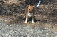 Rosey, a female Jack Russell Terrier and Chihuahua for sale in Fairfield, ME – Photo 1 of 2