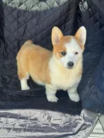 Ginger, a female Pembroke Welsh Corgi for sale in Fairfield, ME – Photo 2 of 3