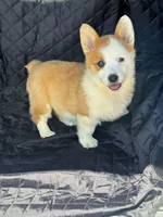 Ginger, a female Pembroke Welsh Corgi for sale in Fairfield, ME – Photo 3 of 3