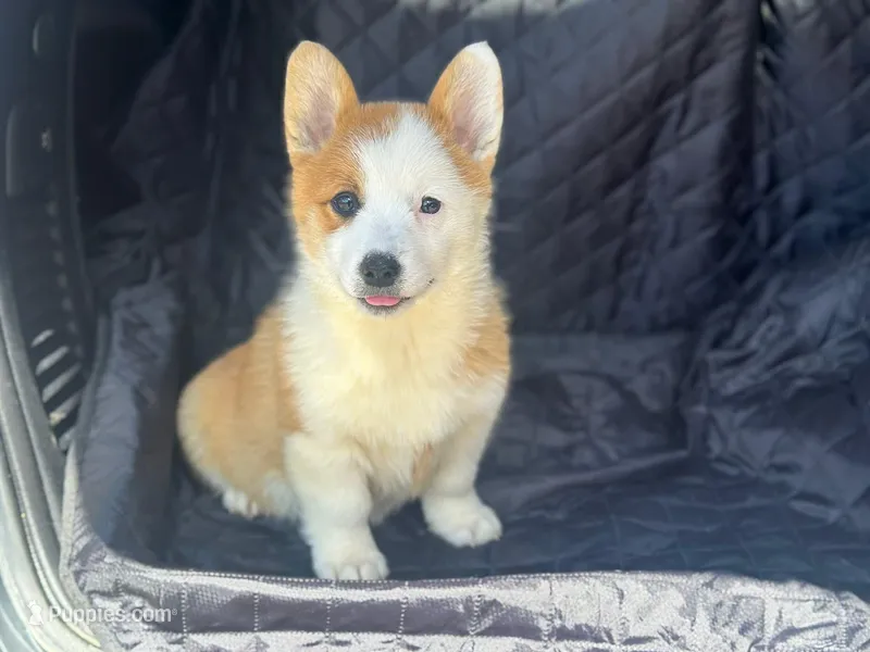 Ginger – Pembroke Welsh Corgi puppy for sale in Fairfield, ME