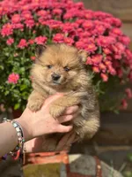 Teddy, a male Pomeranian for sale in South China, ME – 1 of 3