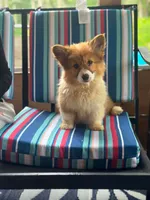Fluffy, a female Pembroke Welsh Corgi for sale in South China, ME – 1 of 4
