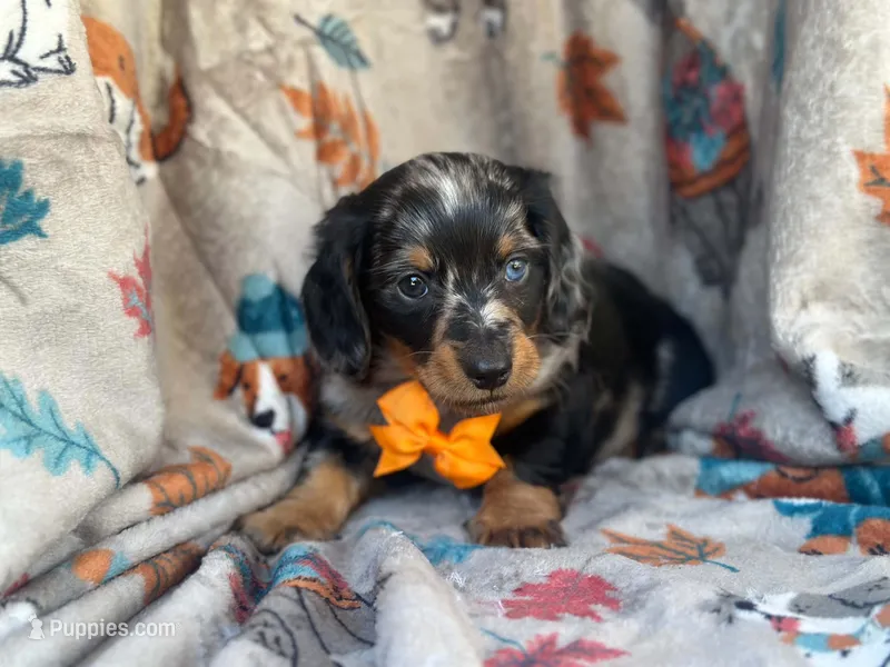 Teddy – Miniature Dachshund puppy for sale in South China, ME