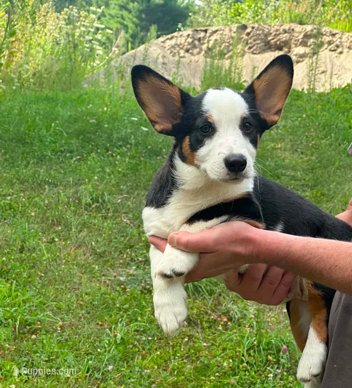 Cowboy – Pembroke Welsh Corgi puppy for sale in South China, ME