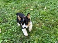 Jax , a male Pembroke Welsh Corgi for sale in South China, ME – 3 of 5