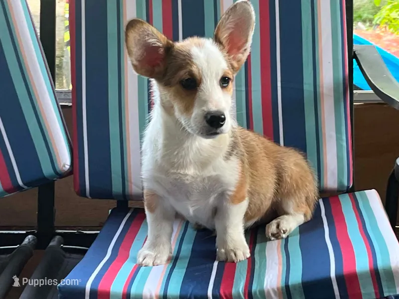 Wrangler  – Pembroke Welsh Corgi puppy for sale in South China, ME