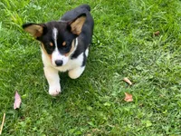 Jax , a male Pembroke Welsh Corgi for sale in South China, ME – 2 of 5