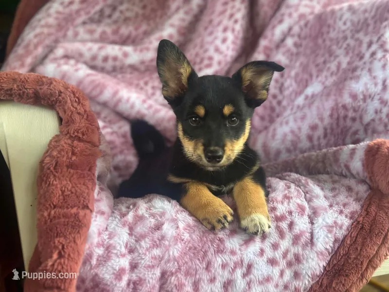 Jack – Pembroke Welsh Corgi, Pomeranian puppy for sale in South China, ME