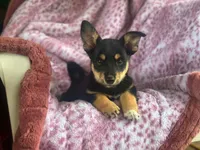 Jack, a male Pembroke Welsh Corgi and Pomeranian for sale in South China, ME – 1 of 1