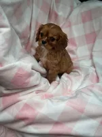 Minnie, a female Cavalier King Charles Spaniel for sale in Fairfield, ME – Photo 4 of 6