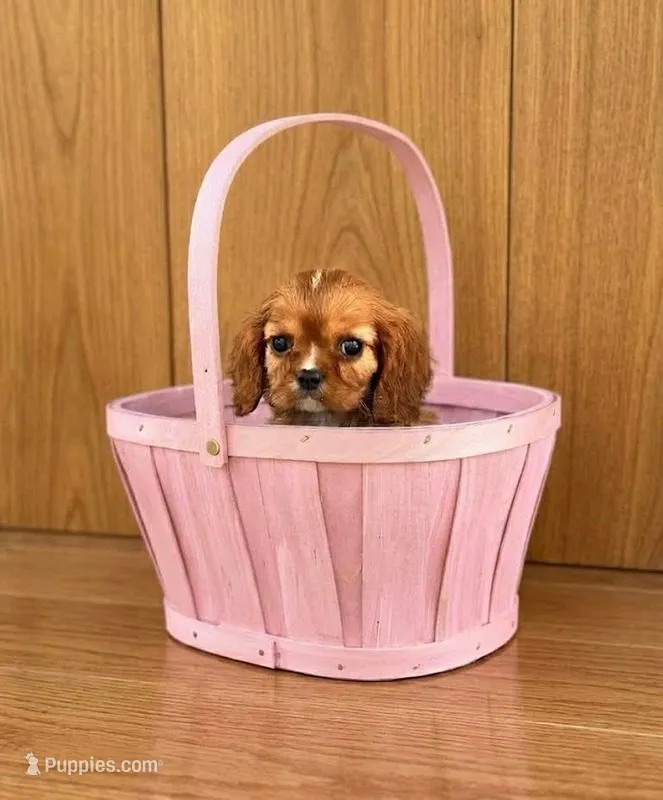 Minnie – Cavalier King Charles Spaniel puppy for sale in Fairfield, ME