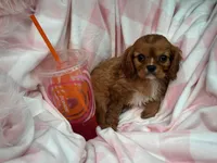 Minnie, a female Cavalier King Charles Spaniel for sale in Fairfield, ME – Photo 5 of 6