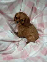 Minnie, a female Cavalier King Charles Spaniel for sale in Fairfield, ME – Photo 3 of 6