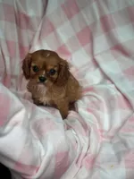 Minnie, a female Cavalier King Charles Spaniel for sale in Fairfield, ME – Photo 2 of 6