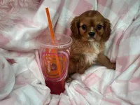 Minnie, a female Cavalier King Charles Spaniel for sale in Fairfield, ME – Photo 6 of 6