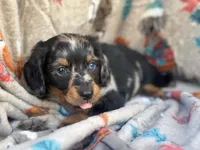 Teddy, a male Miniature Dachshund for sale in South China, ME – 3 of 10