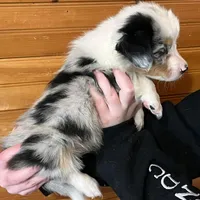 Fern, a female Pembroke Welsh Corgi and Miniature Australian Shepherd for sale in Winslow, ME – Photo 2 of 2