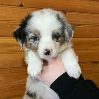 Fern, a female Pembroke Welsh Corgi and Miniature Australian Shepherd for sale in Winslow, ME – Photo 1 of 2
