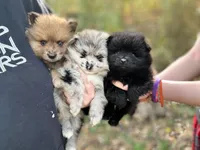 Teddy, a male Pomeranian for sale in South China, ME – 2 of 3