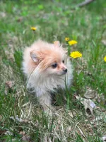 Teddy, a male Chihuahua and Pomeranian for sale in Fairfield, ME – 5 of 8