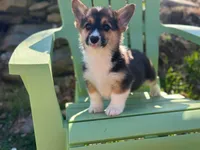 Teddy, a male Pembroke Welsh Corgi for sale in Fairfield, ME – Photo 3 of 8