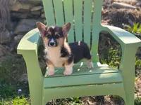 Teddy, a male Pembroke Welsh Corgi for sale in Fairfield, ME – Photo 1 of 8